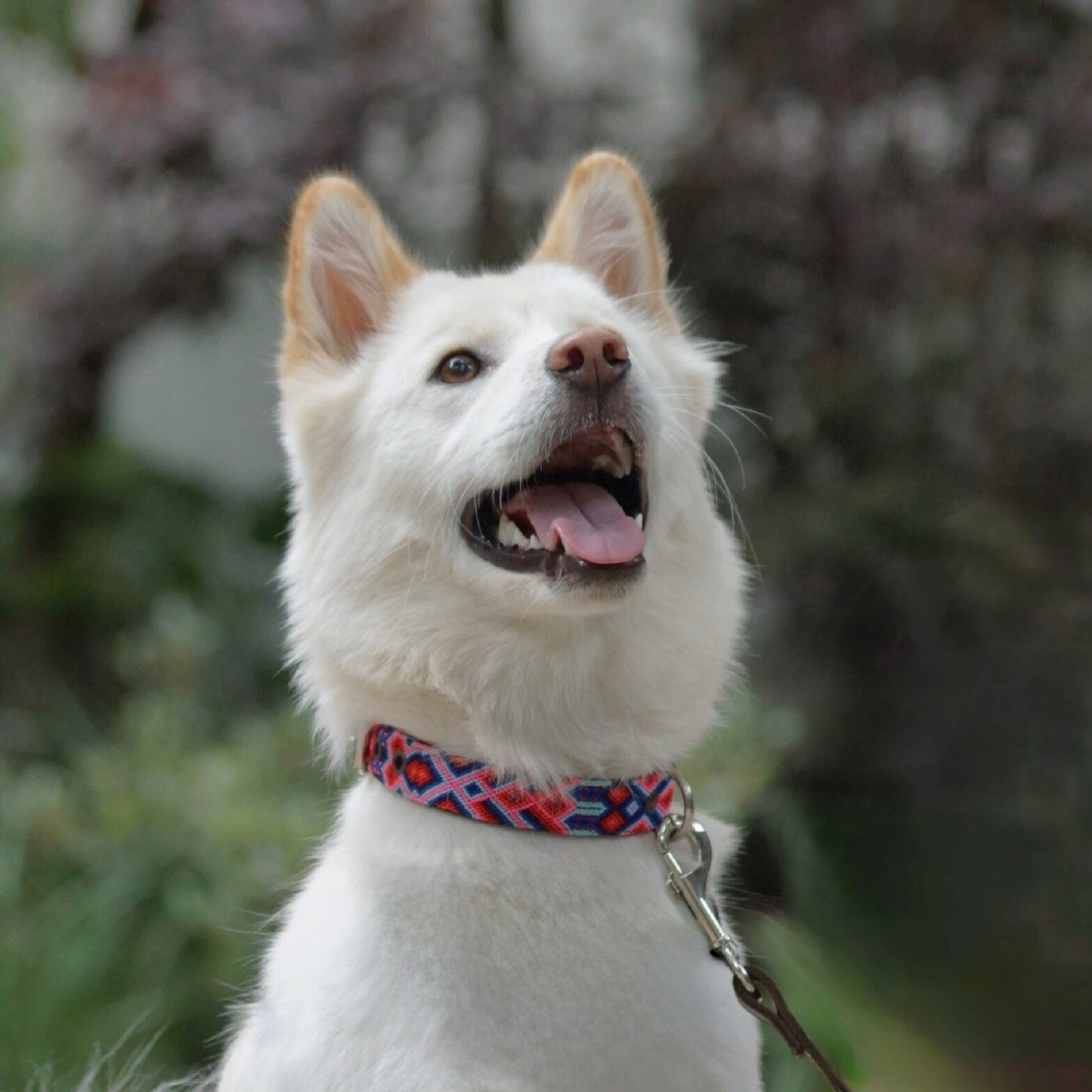 Kinakú Dog Collar AKUMAL, Leine und Halsband Grösse S oder nur Leine