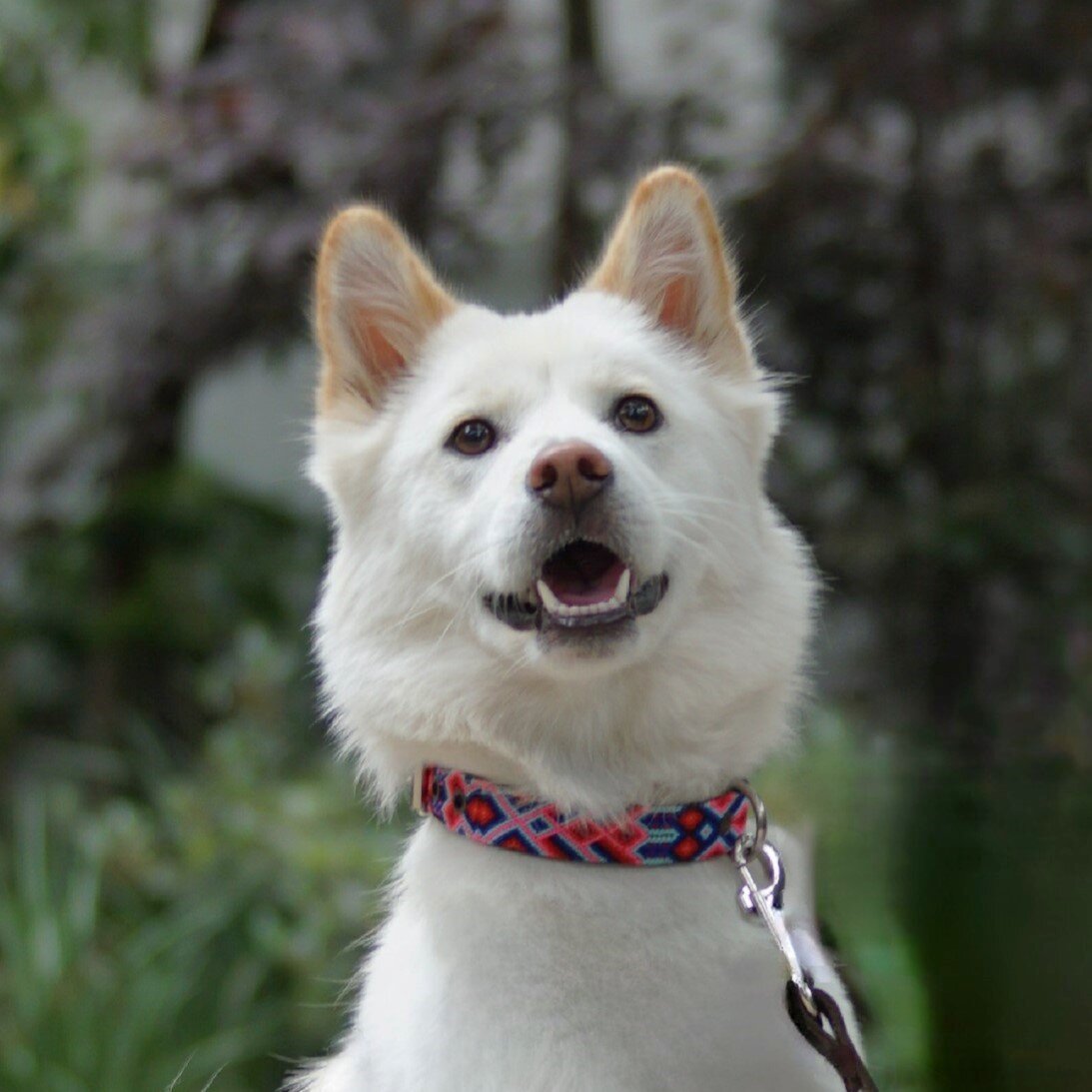 Kinakú Dog Collar AKUMAL, Leine und Halsband Grösse S oder nur Leine
