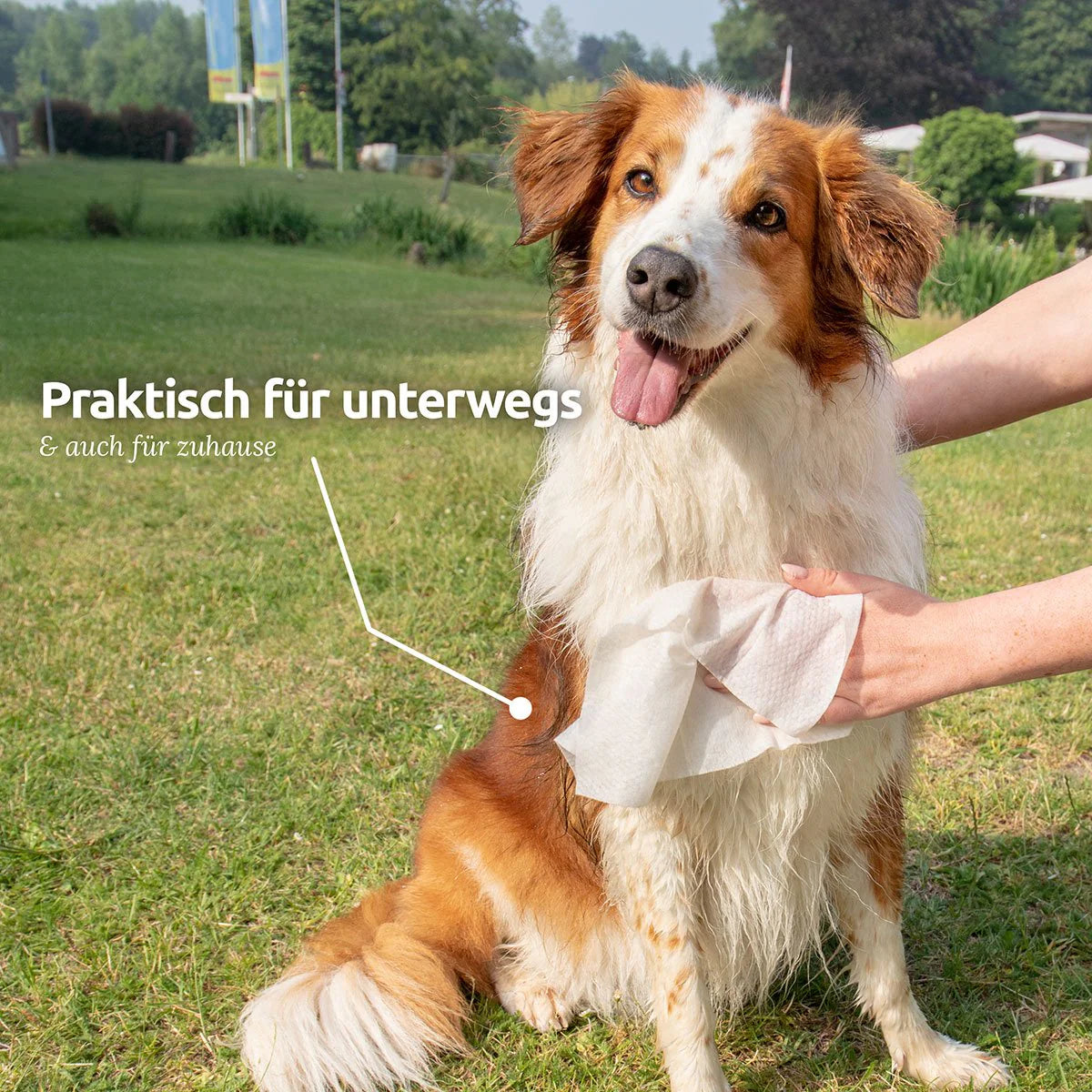 AniForte® Pflegetücher 100 Stk.