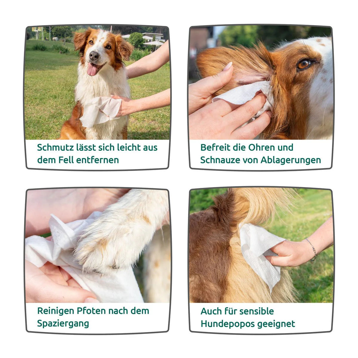 AniForte® Pflegetücher 100 Stk.
