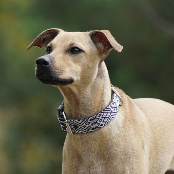 Kinakú Dog Collar COBA Grösse S im Set mit Leine
