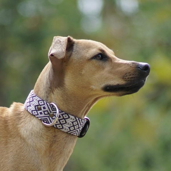 Kinakú Dog Collar COBA Grösse S im Set mit Leine