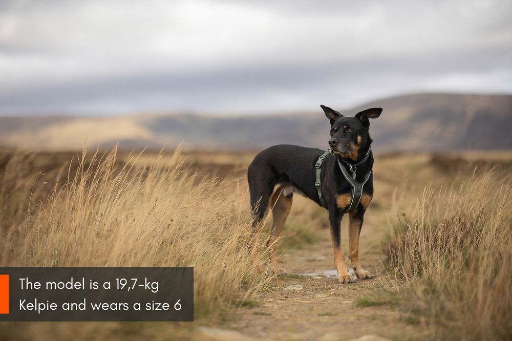 Non-stop dogwear Line harness 5.0