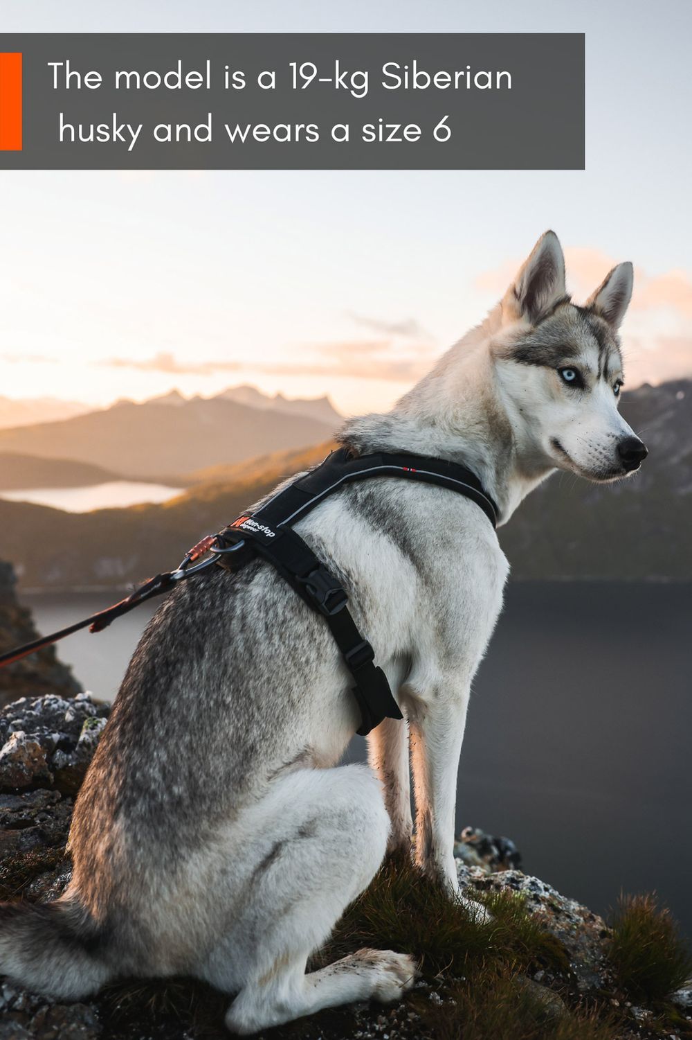 Non-stop dogwear Line harness 5.0