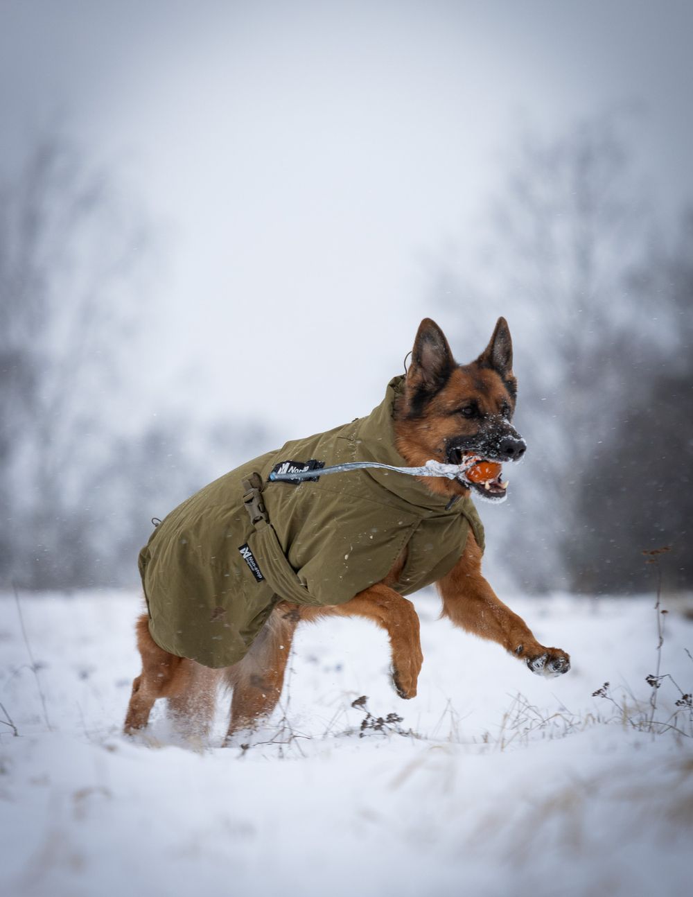 Non-stop dogwear Glacier dog jacket WD