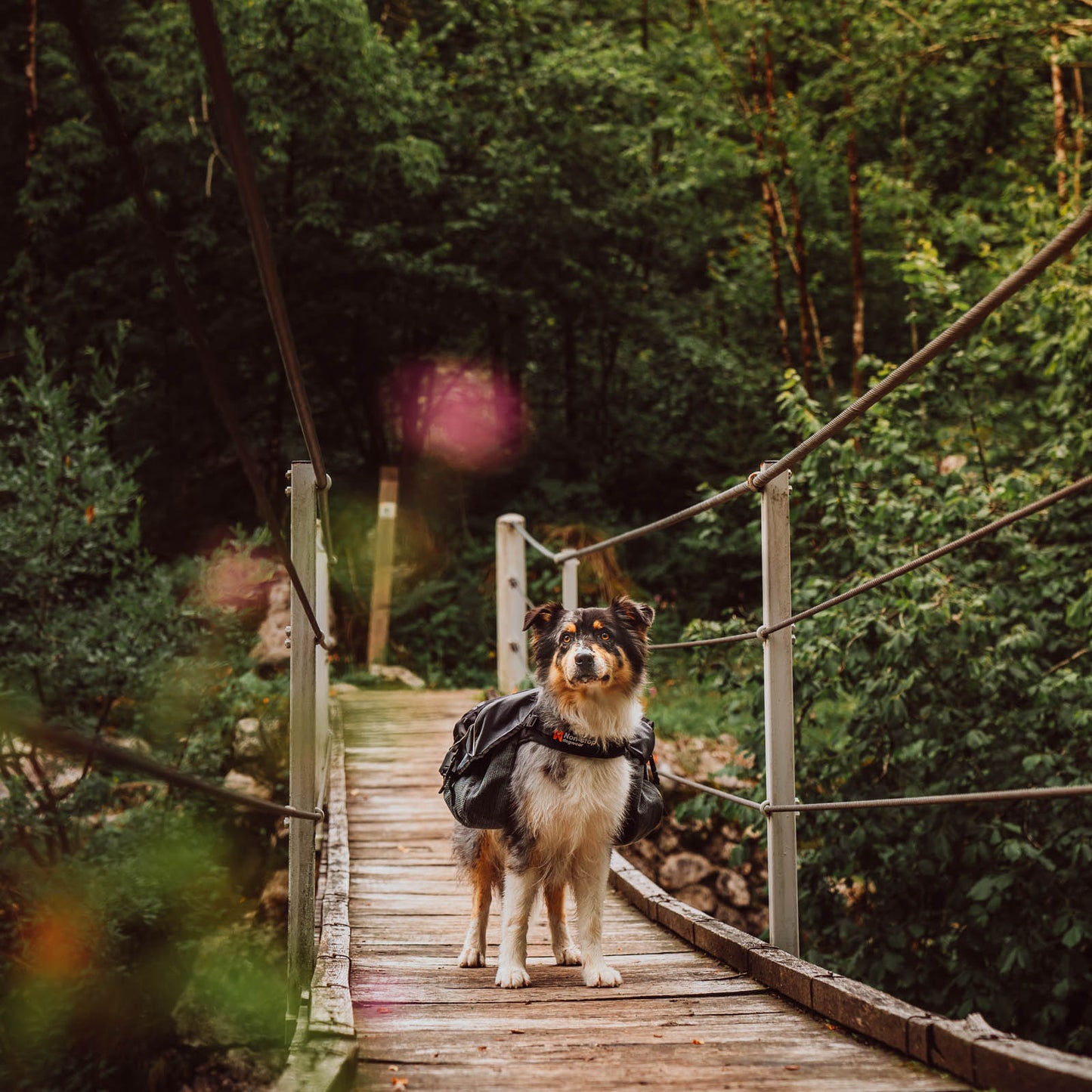 Non-stop dogwear Amundsen pack
