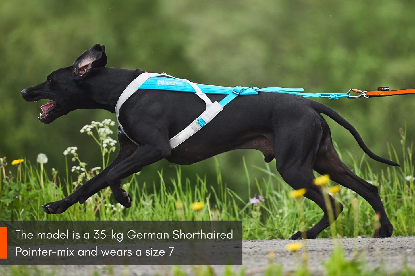 Non-stop dogwear Freemotion Harness 5.0