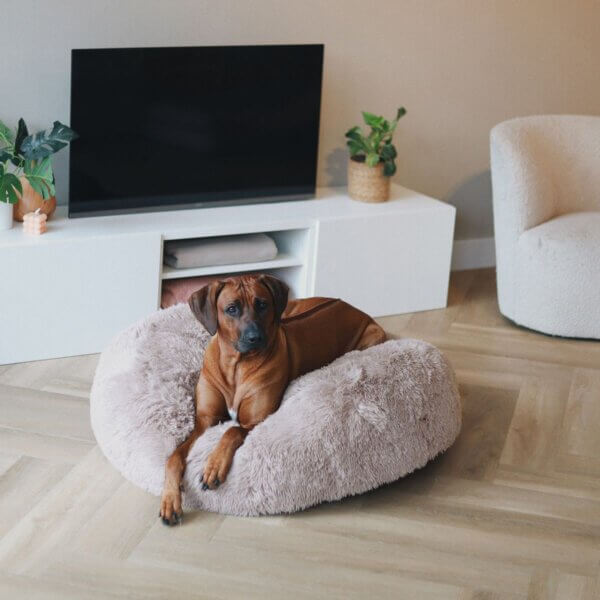 District70 Harwell Hundebett, sand