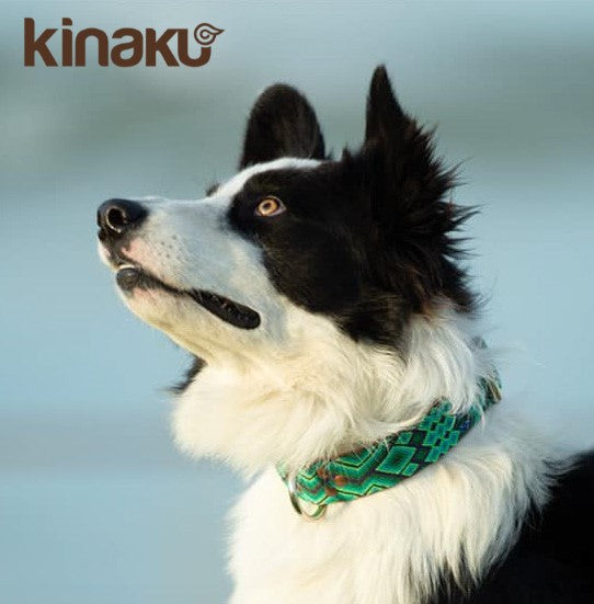 Kinakú Dog Collar BECAN Grösse S im Set mit Leine