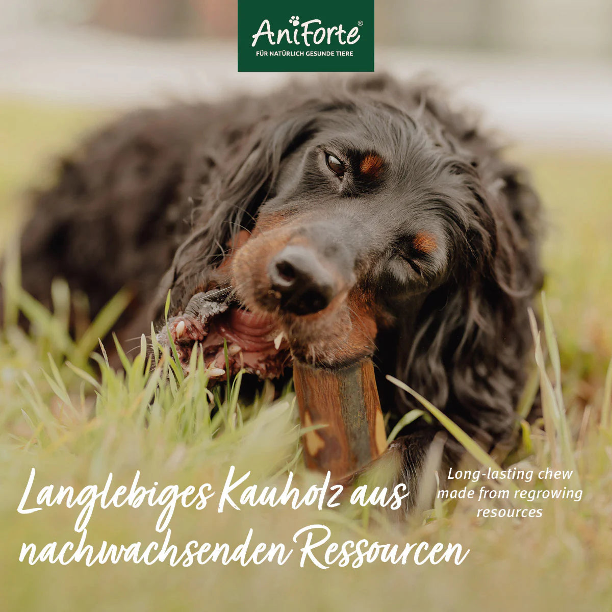 AniForte® Olivenholz Kauknochen