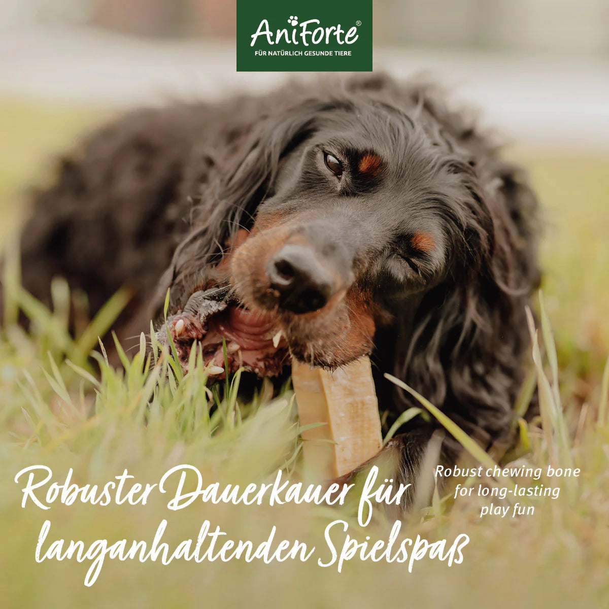 AniForte® Käse Kauknochen