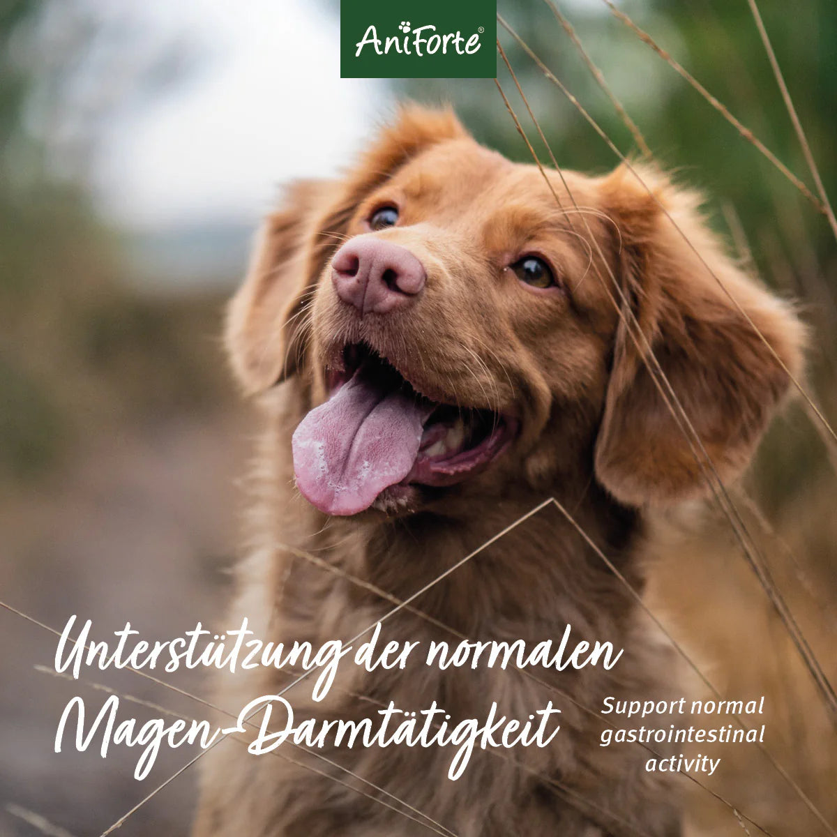 AniForte® Flohsamenschalen: Bei Hungergefühl & für die Verdauung