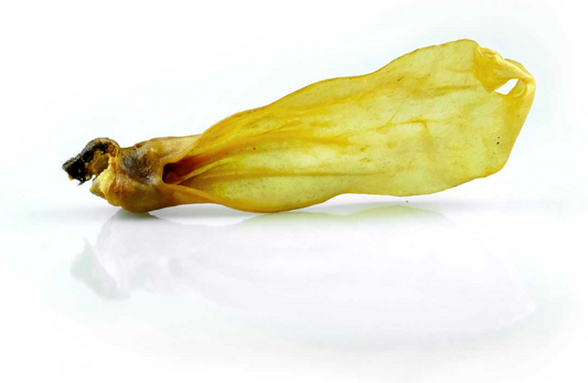 Ziegenohren XL - enthaart